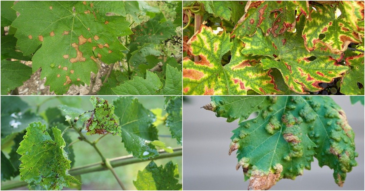 Болезнь винограда на листьях пупырышки бугорки чем лечить